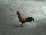 Ayamku